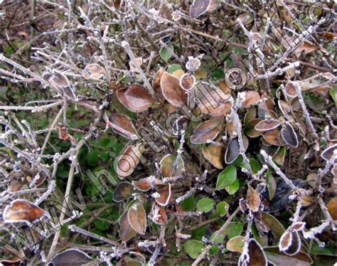 Lemn cainesc (Ligustrum vulgare) - gard viu