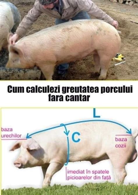 Cum Se Calculează Greutatea Unui Porc