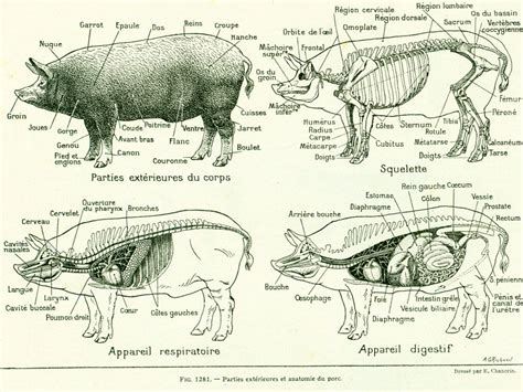 Aripioare De Porc Anatomie