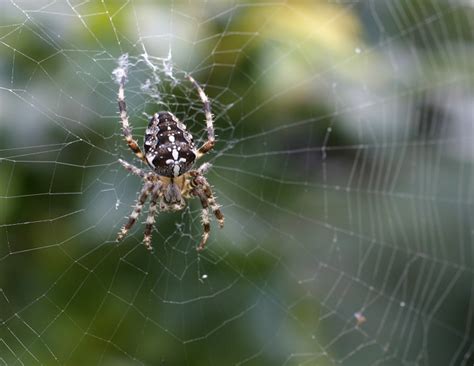 Care Este Problema Pe Care Păianjenul Trebuie Să O Rezolve