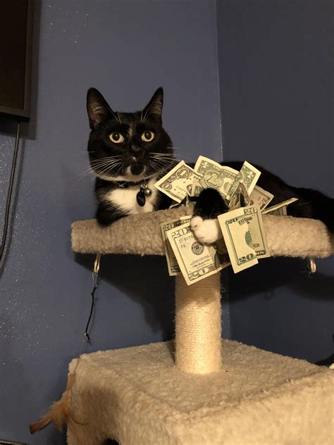 Cat E Un Dolar