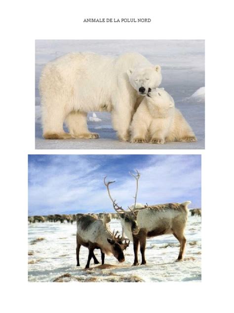 Ce Animale Traiesc La Polul Nord