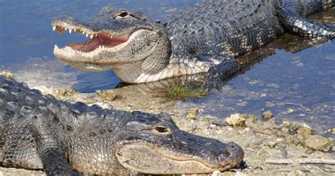 Ce Inseamna Cand Visezi Crocodil