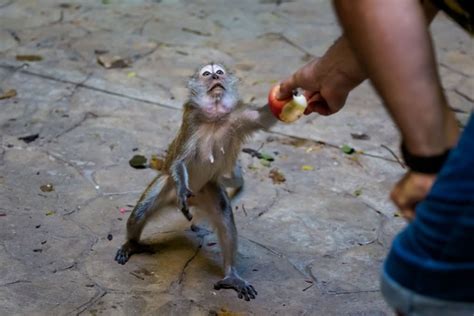 Ce Inseamna Cand Visezi Maimuta
