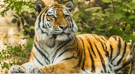 Ce Inseamna Cand Visezi Tigru