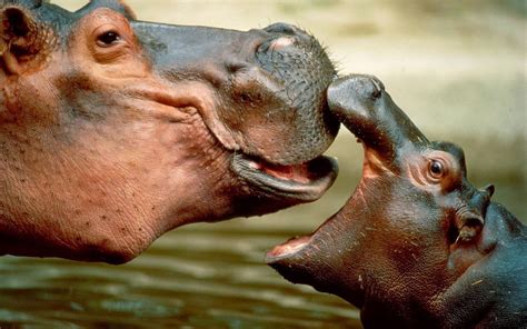 Ce Mănâncă Hipopotamii