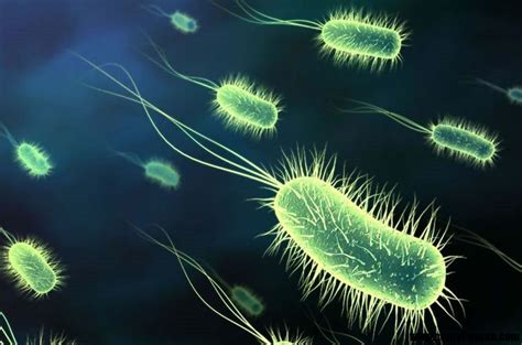 Ce Sunt Bacteriile