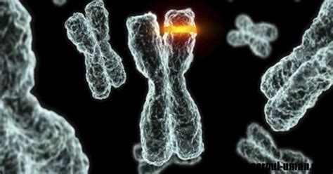 Ce Sunt Cromozomii