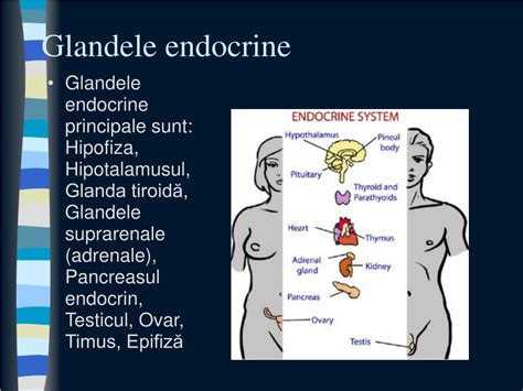 Ce Sunt Glandele Endocrine