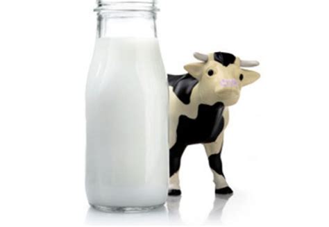 De Ce Nu Se Incheaga Laptele De Vaca
