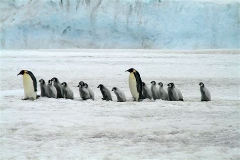 Unde Traiesc Pinguinii